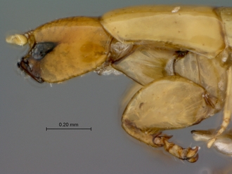 Agaon_kiellandi_male_P025033_head_pronotum_lateral