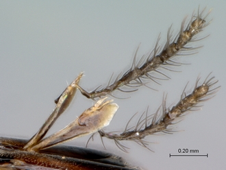 Courtella_medleri_female_antenna