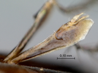 Courtella_medleri_female_antennal_scape