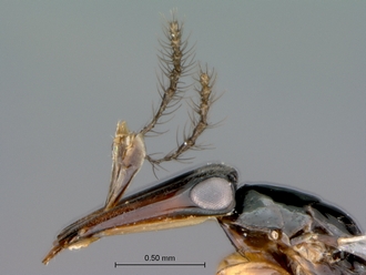 Courtella_medleri_female_head_lateral