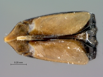 Courtella_medleri_female_head_ventral