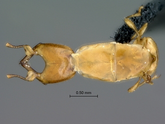 Courtella_medleri_male_habitus_dorsal