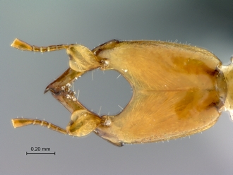 Courtella_medleri_male_head_dorsal