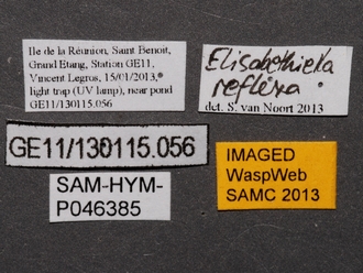 Elisabethiella_reflexa_SAM-HYM-P046385_labels