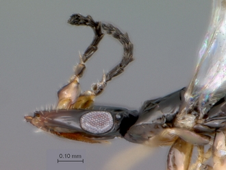 Elisabethiella_socotrensis_head_lateral