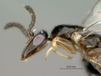 Elisabethiella_stuckenbergi_female_SA05-F75_head_mesosoma_lateral