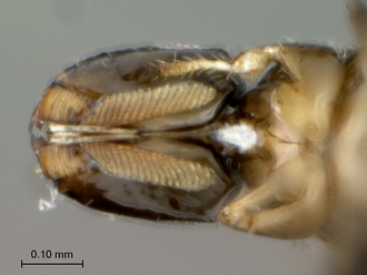 Elisabethiella_stuckenbergi_female_SA05-F75_head_ventral