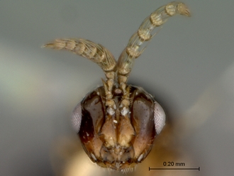 Eupristina_verticillata_SAM-HYM-P032921_head_frontal