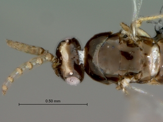 Eupristina_verticillata_SAM-HYM-P032921_head_mesosoma_dorsal