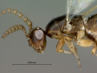 Eupristina_verticillata_SAM-HYM-P032921_head_mesosoma_lateral