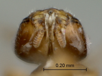 Eupristina_verticillata_SAM-HYM-P032921_mandibles