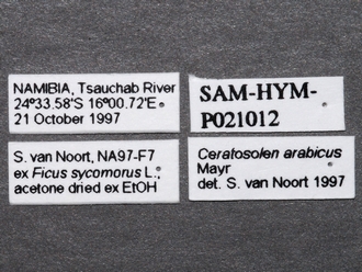 Ceratosolen_arabicus_P021012_male_labels