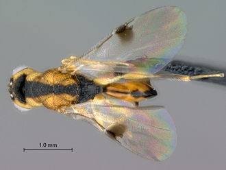 Sycophila_ex_conraui_P025036_female_habitus_dorsal