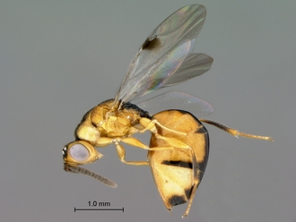 Sycophila_ex_conraui_P025036_female_habitus_lateral