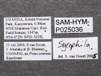 Sycophila_ex_conraui_P025036_female_labels